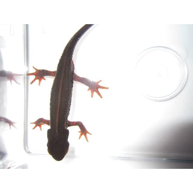 アカハライモリ　ノーマル　指先レッド個体 | 