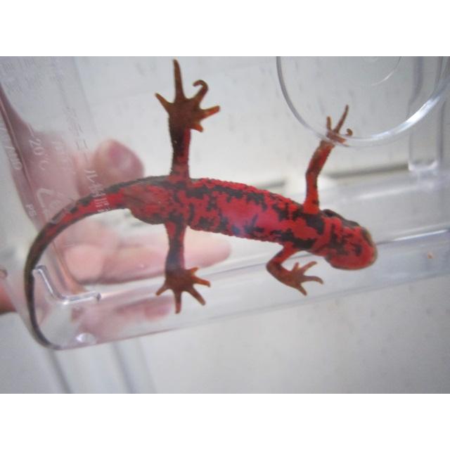 アカハライモリ　ノーマル　指先レッド個体 |  | 08