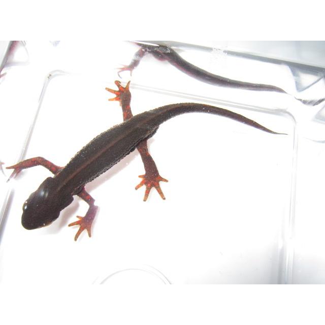 アカハライモリ　ノーマル　指先レッド個体 |  | 02