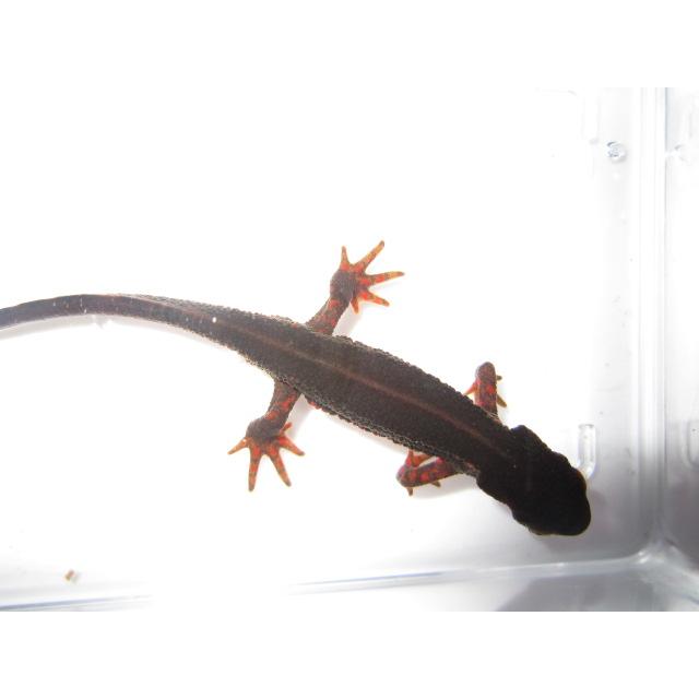 アカハライモリ　ノーマル　指先レッド個体 |  | 03