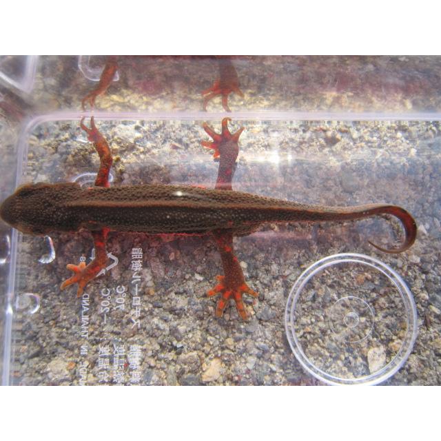 アカハライモリ　ノーマル　指先レッド個体 |  | 05