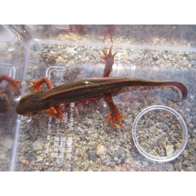 アカハライモリ　ノーマル　指先レッド個体 |  | 06