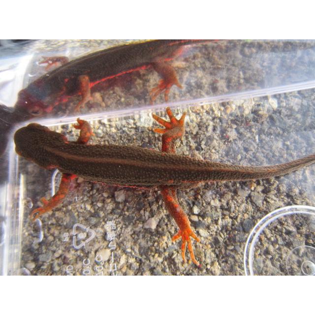 アカハライモリ　ノーマル　指先レッド個体 |  | 07