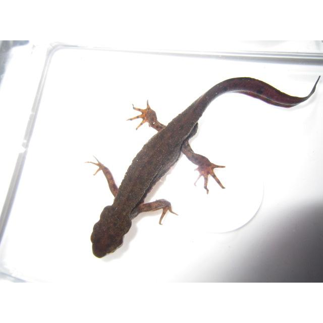 アカハライモリ　ドット柄　セレクト個体 | 