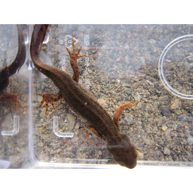 アカハライモリ　ドット柄　セレクト個体 |  | 01