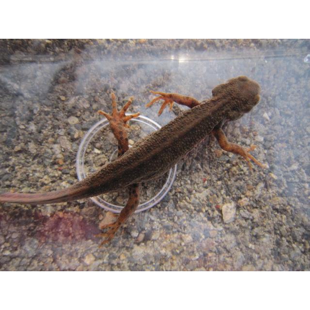 アカハライモリ　ドット柄　セレクト個体 |  | 02