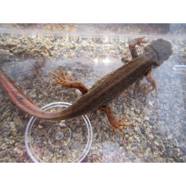 アカハライモリ　ドット柄　セレクト個体 |  | 03