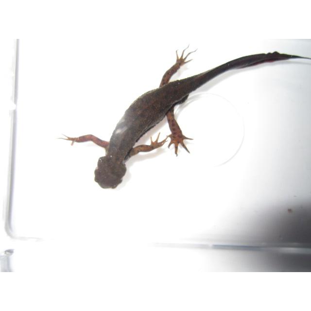 アカハライモリ　ドット柄　セレクト個体 |  | 04