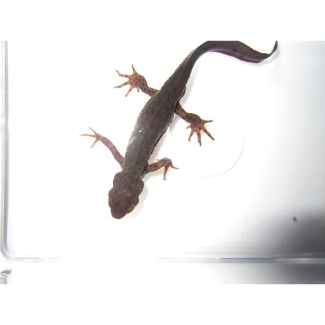 アカハライモリ　ドット柄　セレクト個体 |  | 05