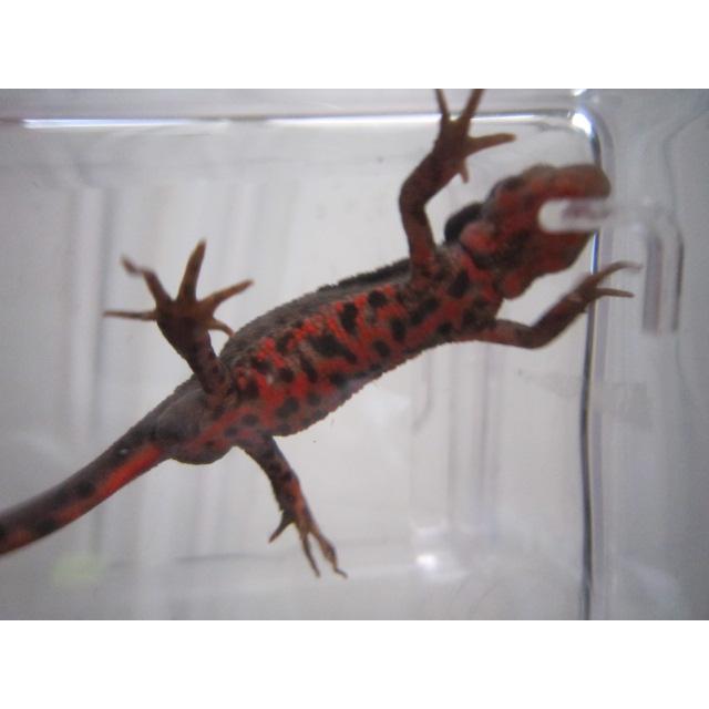 アカハライモリ　ドット柄　セレクト個体 |  | 06