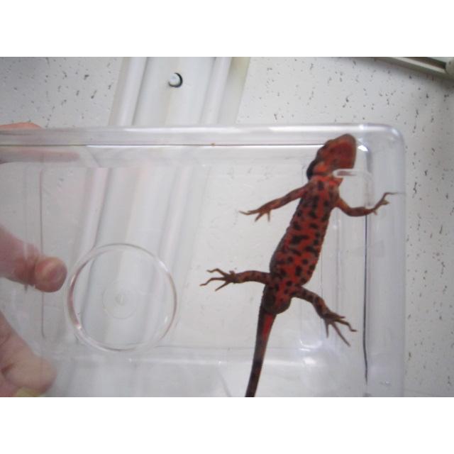 アカハライモリ　ドット柄　セレクト個体 |  | 07
