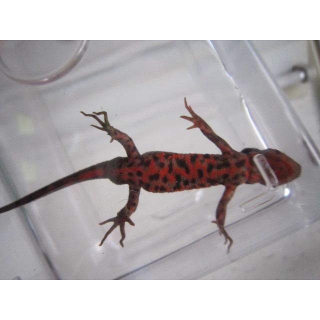 アカハライモリ　ドット柄　セレクト個体 |  | 08