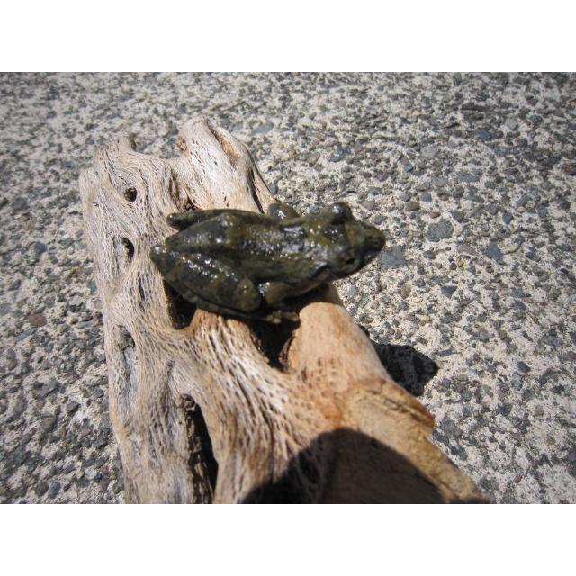 カジカガエル |  | 01