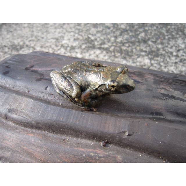 カジカガエル |  | 03