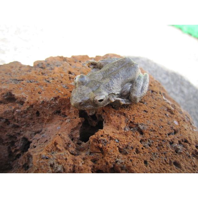 カジカガエル |  | 05