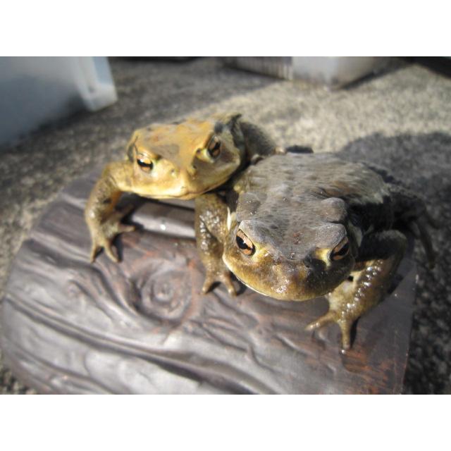 アズマヒキガエル | 