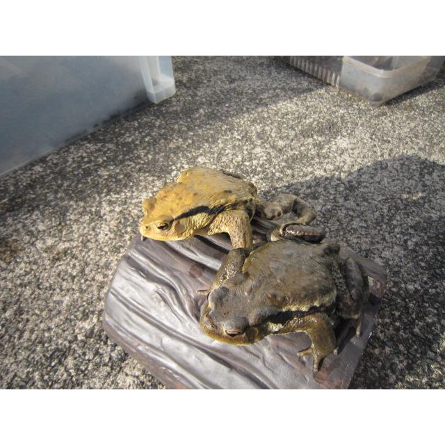 アズマヒキガエル |  | 01
