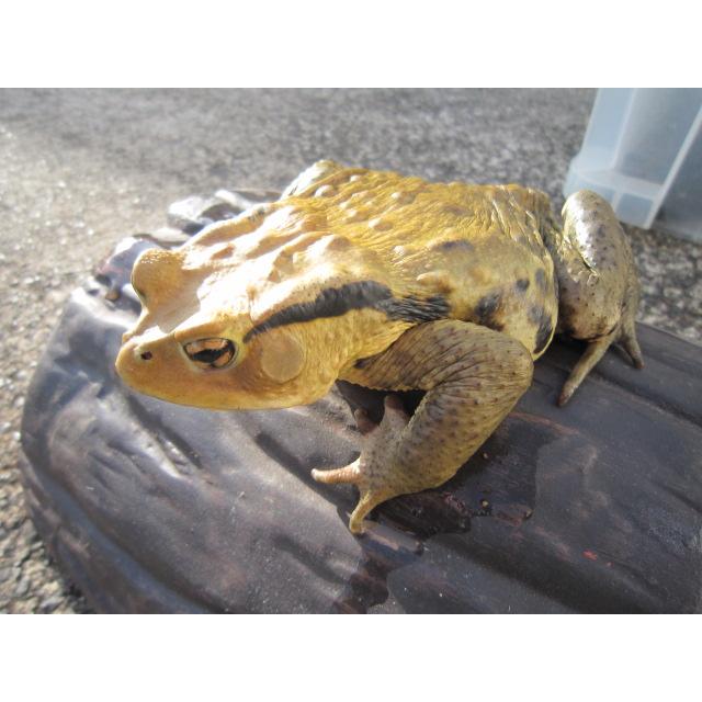 アズマヒキガエル |  | 02