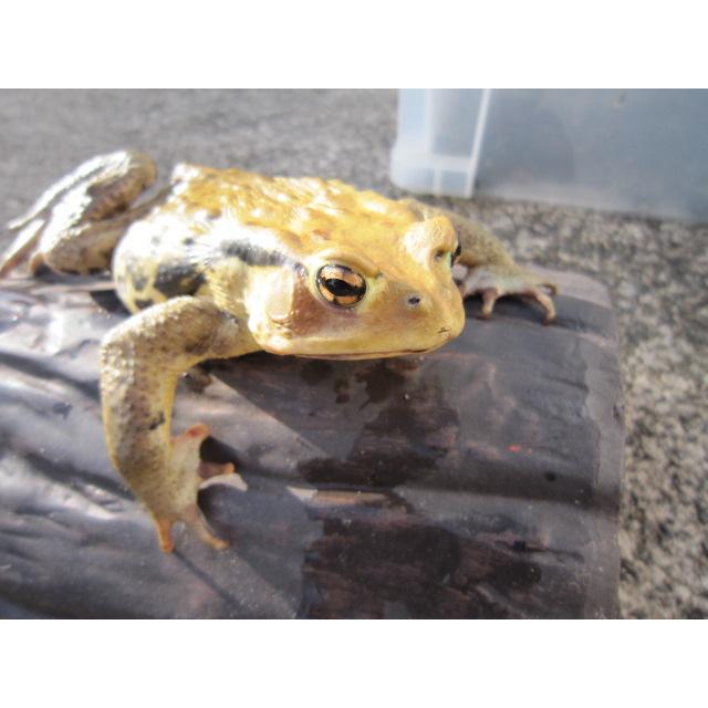 アズマヒキガエル |  | 04