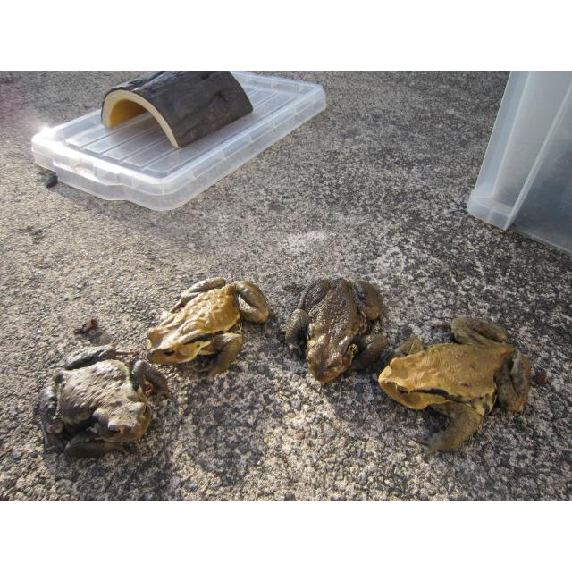 アズマヒキガエル |  | 06