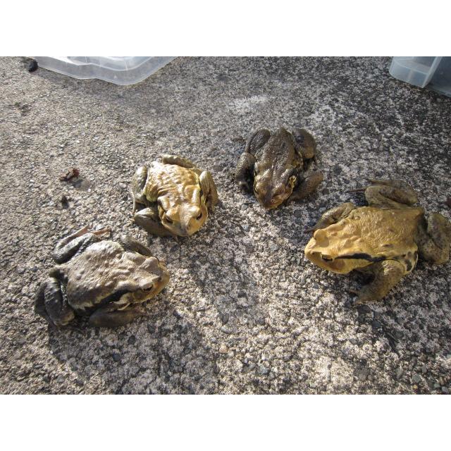 アズマヒキガエル |  | 07