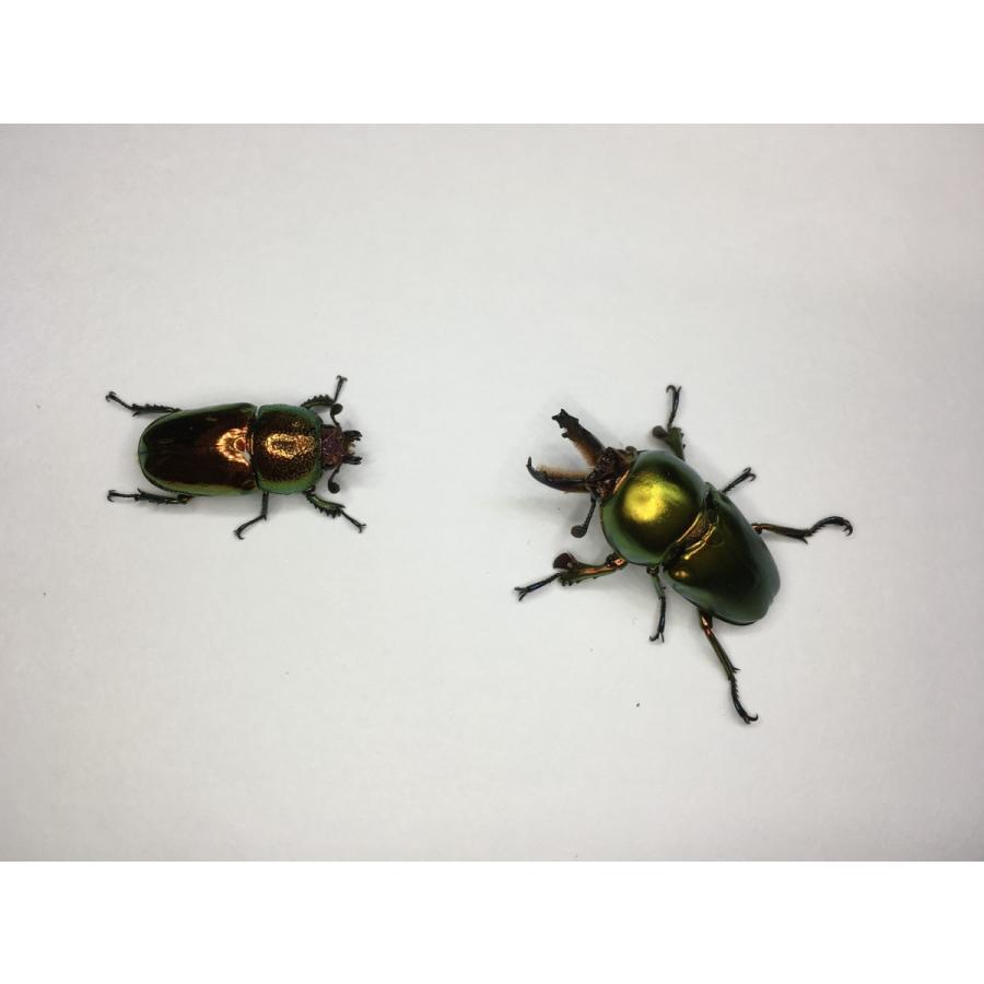 ラトレイユキンイロ 成虫ペア |  | 02