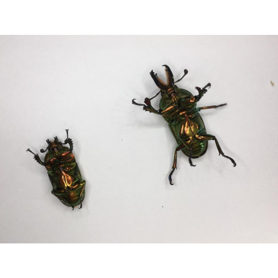 ラトレイユキンイロ 成虫ペア |  | 03