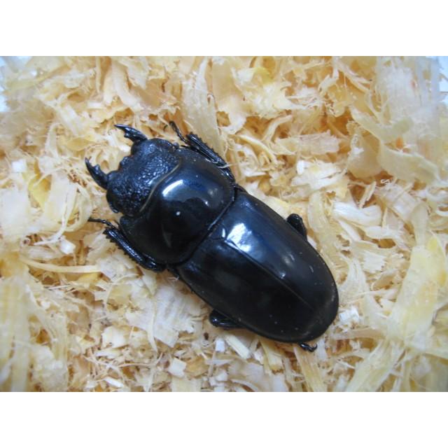 マリンドッケヒラタ　成虫ペア |  | 01