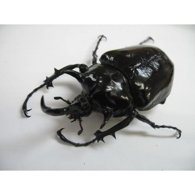 マルスゾウカブト 成虫ペア Marusupea01 昆虫ショップ Ghost 通販 Yahoo ショッピング