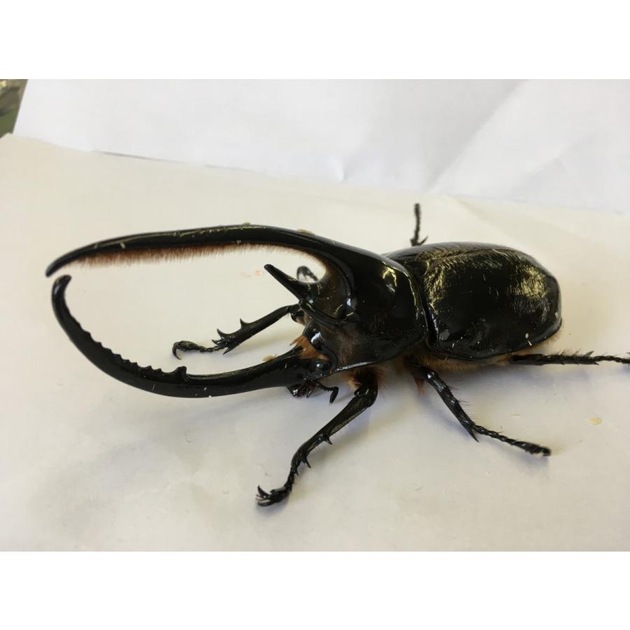 ネプチューンオオカブト 成虫ペア : 昆虫ショップ GHOST - 通販