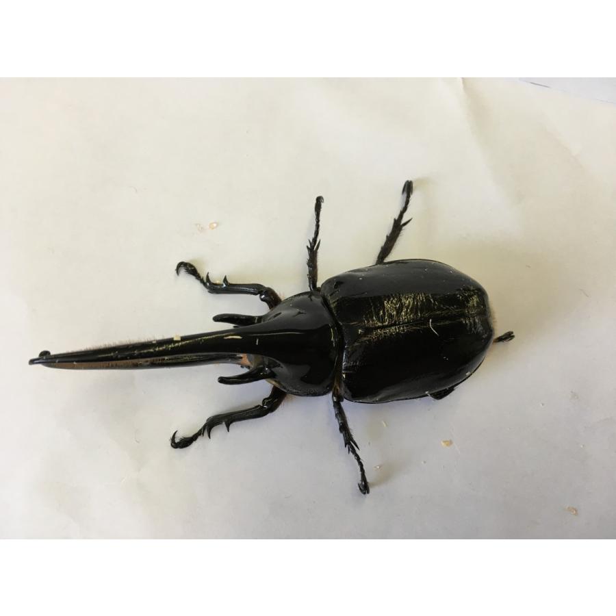 ネプチューンオオカブト 成虫ペア |  | 02