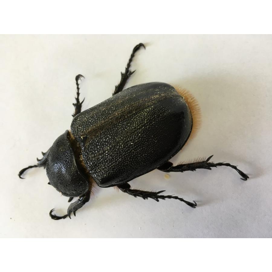 ネプチューンオオカブト 成虫ペア |  | 03