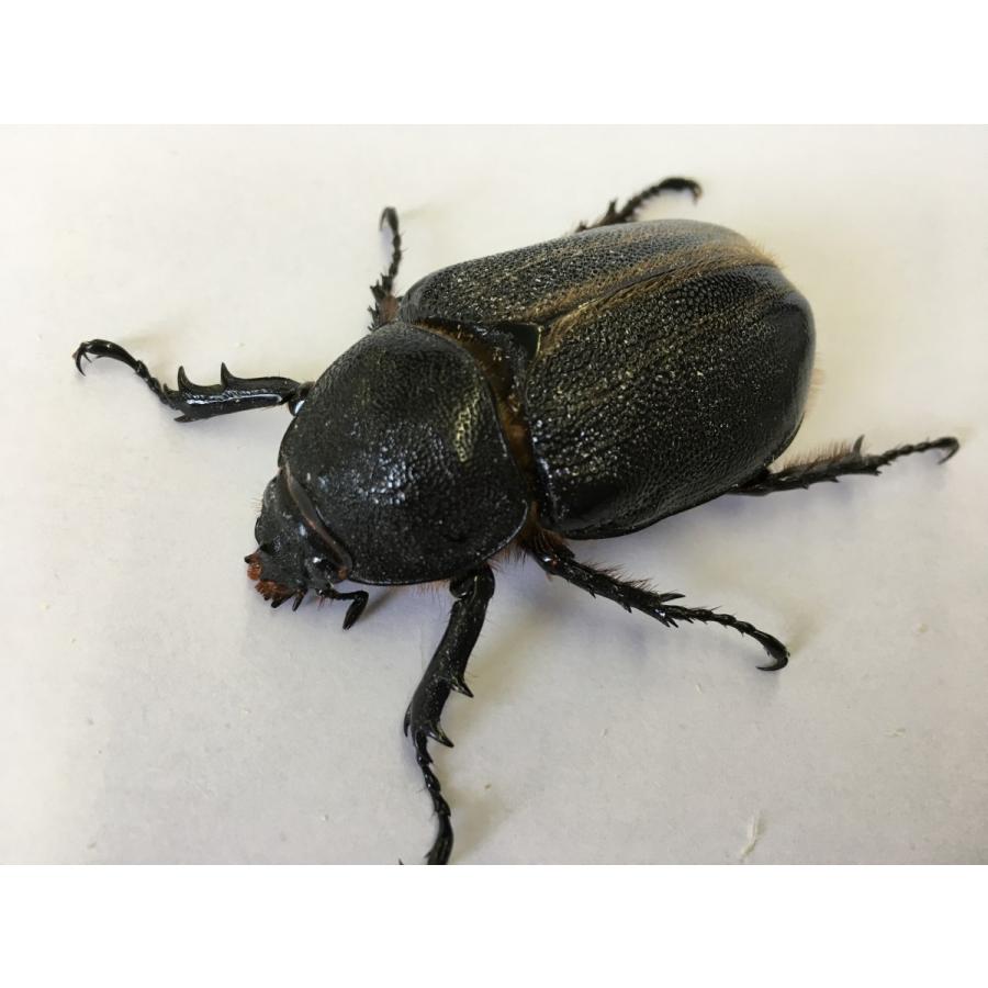 ネプチューンオオカブト 成虫ペア |  | 05