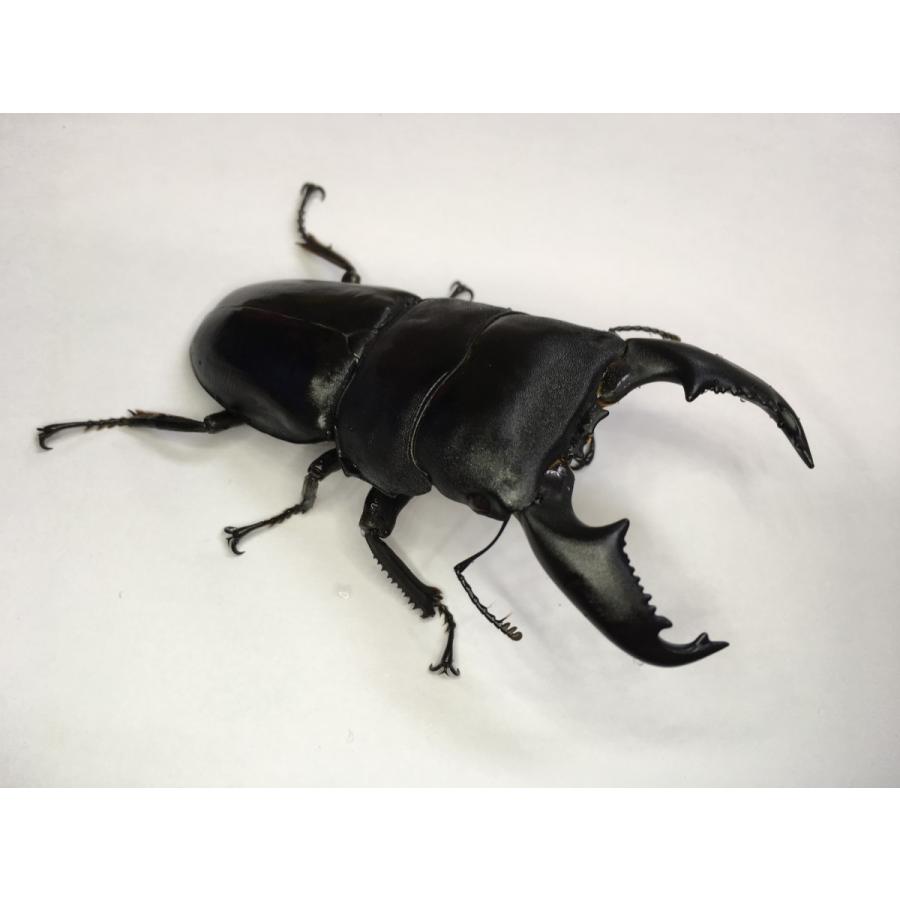 マレーヒラタ  ギネス血統  幼虫３頭セット |  | 01