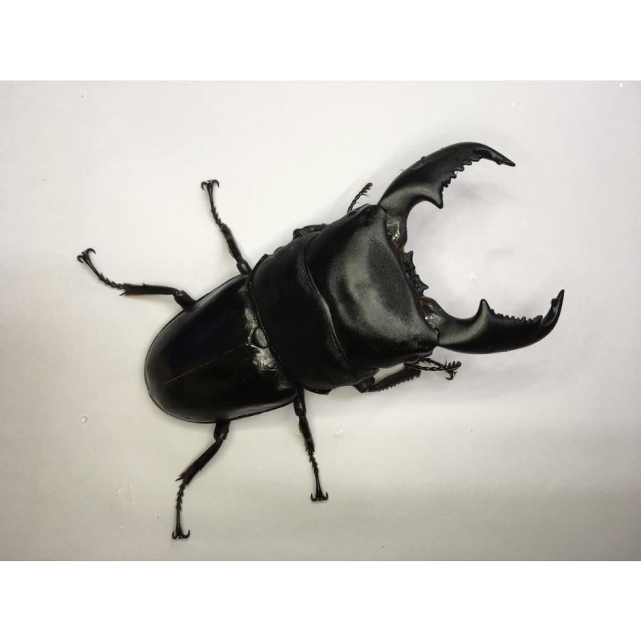 マレーヒラタ  ギネス血統  幼虫３頭セット |  | 02