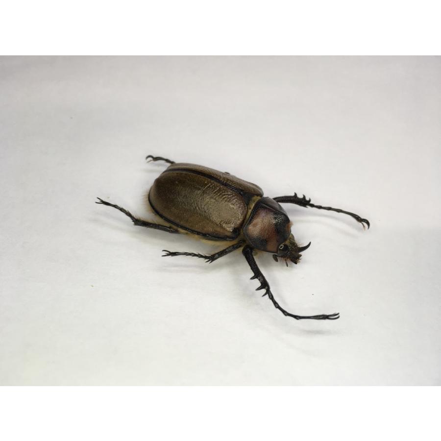 ゴロファ・パラドックス 幼虫３頭セット |  | 01