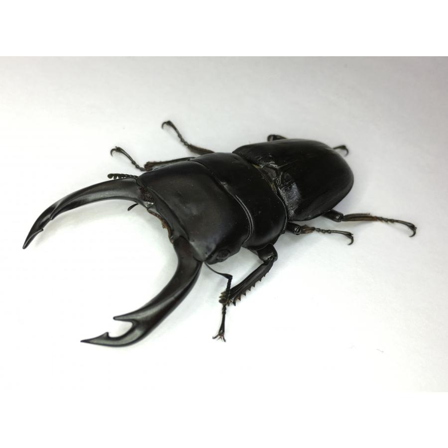 ミンダナオパリーオオクワガタ  成虫ペア（セツロウ） |  | 01