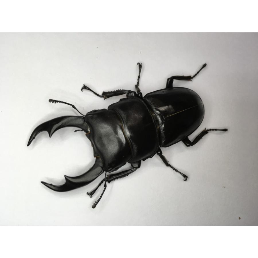 シェンクリングオオクワガタ  成虫ペア |  | 02