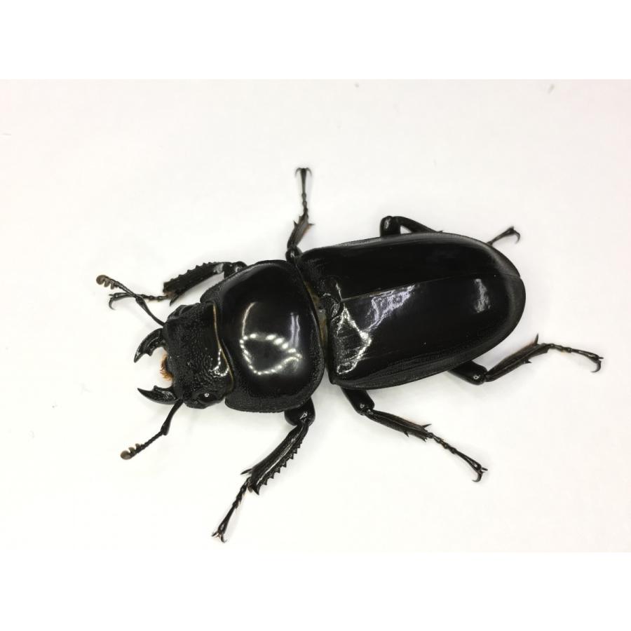 シェンクリングオオクワガタ  成虫ペア |  | 03