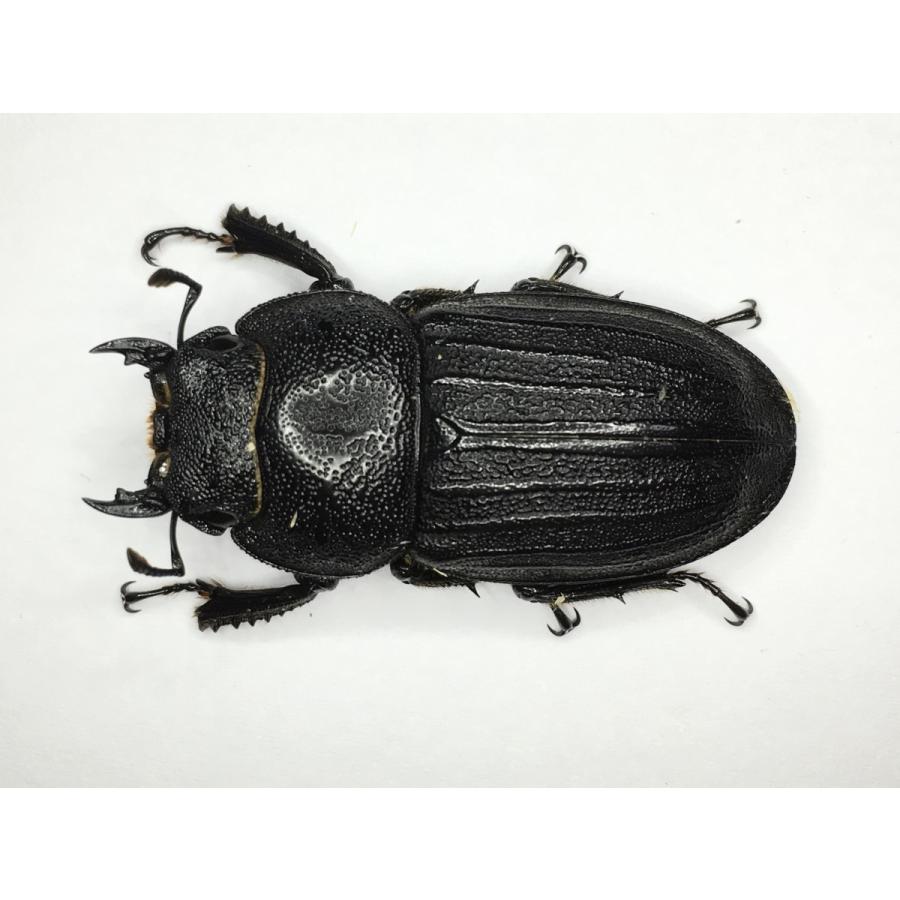 スジブトヒラタクワガタ  成虫ペア |  | 02