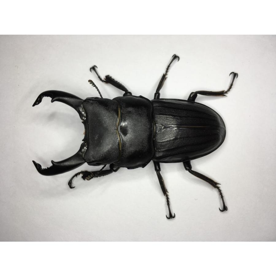 スジブトヒラタクワガタ  成虫ペア |  | 01