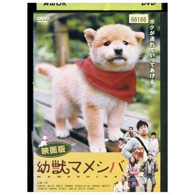 幼獣マメシバBOX〈4枚組〉 幼獣マメシバ オフィシャルフォトブック