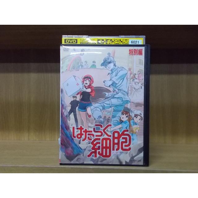 DVD はたらく細胞 特別編 ※ケース無し発送 レンタル落ち ZX909