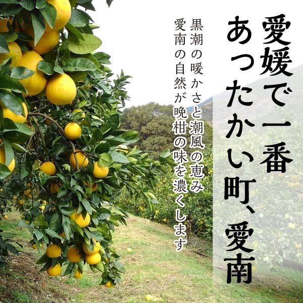訳あり 愛媛 河内晩柑 10kg 大玉 2L〜3Lサイズ混合(バラ詰め) 宇和