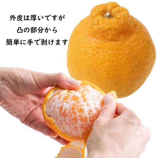 デコポン 有田 不知火 みかん 4kg以上 (5kg箱) 秀品 茶段ボール箱 M〜2Lサイズ 小玉 和歌山県産 AQ選果場 しらぬい 高級フルーツ ギフト 果物 送料無料_7