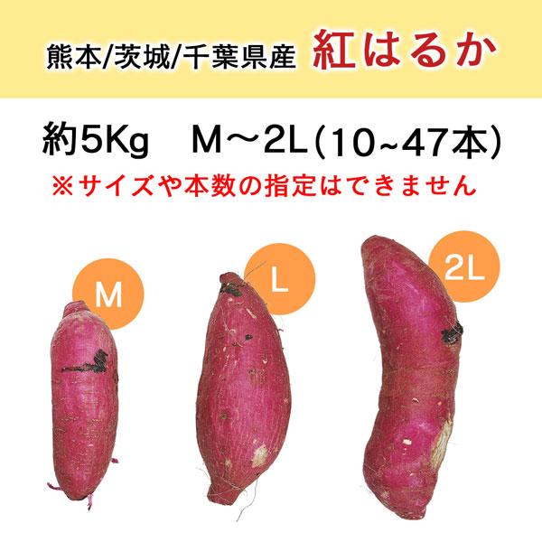 紅はるか さつまいも 5kg M-2Lサイズ10-47本入 ご家庭用 熊本県/茨城県