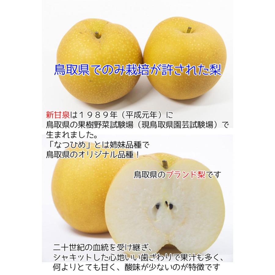 早期 予約品 クール便指定 鳥取県産  梨  訳あり  新甘泉梨 約5kg（6〜20玉）糖度14度前後 ご家庭用 しんかんせん 鳥取県産 ナシ 家庭用 ギフト 自宅用 送料無料｜gift-hiroba｜08