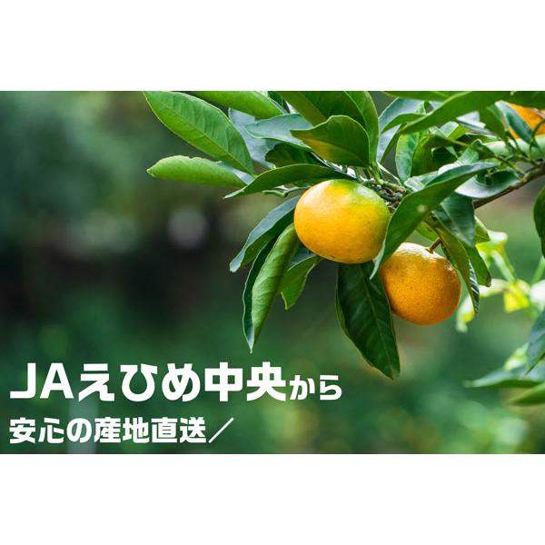 愛媛 せとか みかん 3kg 等級：赤秀 2Lサイズ えひめ県産 1月下旬〜2月