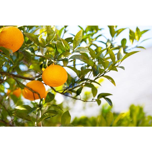 愛媛 せとか みかん 3kg 等級：赤秀 2Lサイズ えひめ県産 1月下旬〜2月