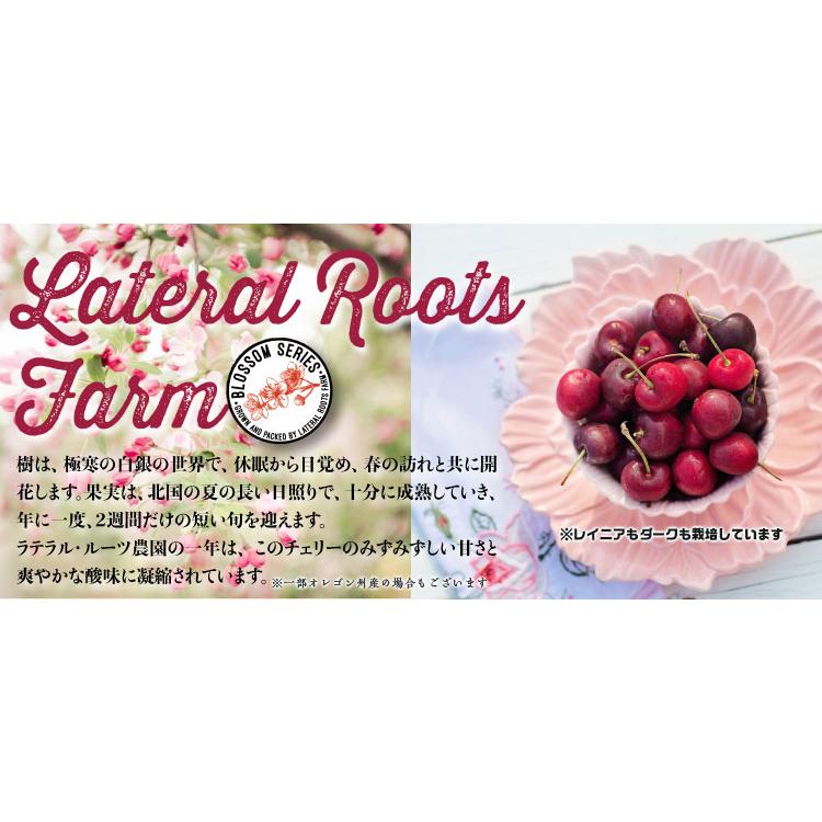 さくらんぼ チェリー アメリカンチェリー ワシントン州 ダークチェリー